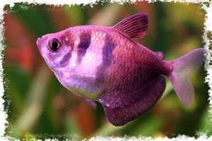 Тернеция (GloFish) Ежевичная Светящаяся