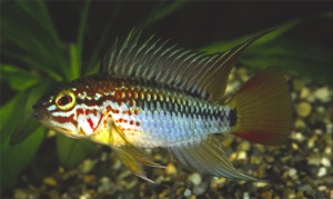 apistogramma Macmaster Red Mask