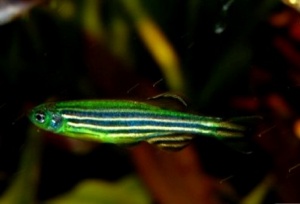 Данио рерио (GloFish) Арбуз светящийся