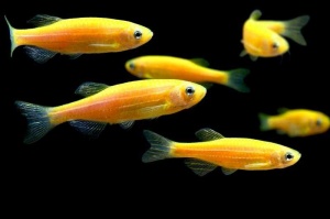 Данио рерио (GloFish) Желтый светящийся