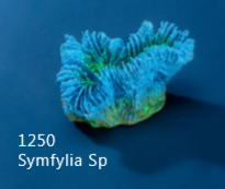 Искуственный коралл Symfylia Sp 9x6x5